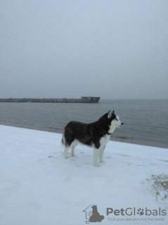 Photo №4. I will sell siberian husky in the city of Очаков. private announcement - price - negotiated