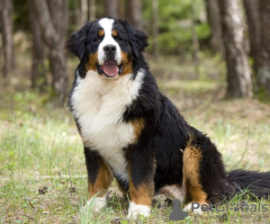 Photo №4. I will sell bernese mountain dog in the city of Românași. private announcement - price - 908$