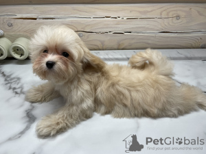 Photo №4. I will sell maltipu in the city of Москва. breeder - price - 1518$