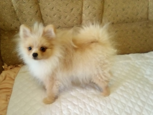 Photo №2 to announcement № 5738 for the sale of pomeranian - buy in Ukraine breeder