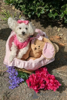 Photo №1. maltese dog - for sale in the city of Washington | 1000$ | Announcement № 168219