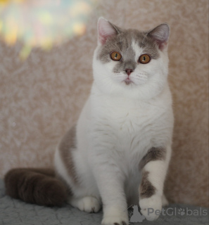 Photo №2 to announcement № 102881 for the sale of british shorthair - buy in Russian Federation from nursery