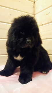 Additional photos: Newfoundland Puppies