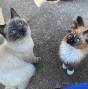 Photo №2 to announcement № 165690 for the sale of ragdoll - buy in Germany private announcement, breeder