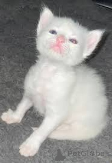 Photo №2 to announcement № 161080 for the sale of turkish angora - buy in Finland private announcement, breeder