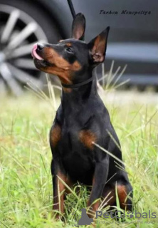 Photo №4. I will sell miniature pinscher in the city of Kiev. private announcement, from nursery, breeder - price - 819$