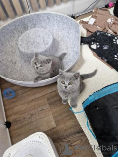 Photo №4. I will sell british shorthair in the city of Gelsenkirchen. private announcement, from nursery, from the shelter, breeder - price - 370$