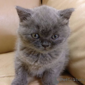 Additional photos: Stunning Chunky British blue female & Male Kittens