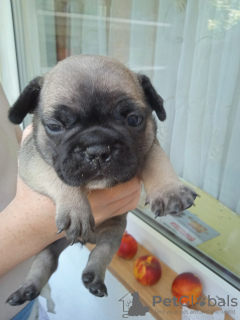 Photo №2 to announcement № 66705 for the sale of french bulldog - buy in Ukraine from nursery