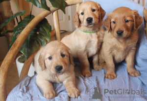 Photo №1. non-pedigree dogs - for sale in the city of Berlin | negotiated | Announcement № 90665