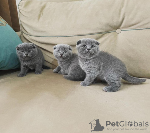 Photo №2 to announcement № 96241 for the sale of scottish fold - buy in United States private announcement