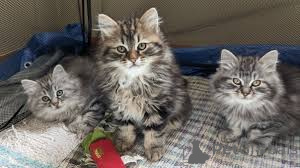 Photo №1. siberian cat - for sale in the city of Helsinki | 599$ | Announcement № 164058