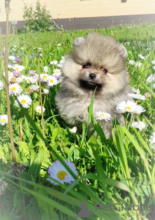 Photo №4. I will sell pomeranian in the city of Minsk. breeder - price - 226$