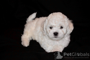 Photo №1. bichon frise - for sale in the city of Minsk | 2113$ | Announcement № 48014