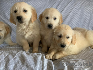 Photo №1. golden retriever - for sale in the city of Nizhny Novgorod | Is free | Announcement № 35499