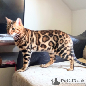 Photo №2 to announcement № 126294 for the sale of bengal cat - buy in Serbia breeder