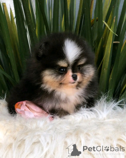Photo №2 to announcement № 139082 for the sale of pomeranian - buy in Germany private announcement, breeder