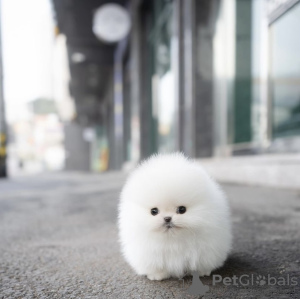 Photo №1. pomeranian - for sale in the city of Munich | 634$ | Announcement № 103849
