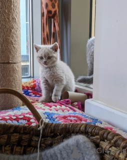 Photo №1. british shorthair - for sale in the city of Fribourg | 413$ | Announcement № 173965