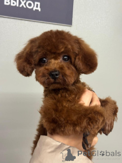 Photo №4. I will sell poodle (dwarf) in the city of Krasnodar.  - price - 3116$