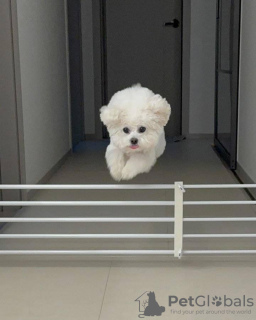 Photo №4. I will sell maltese dog in the city of Richmond. breeder - price - 450$