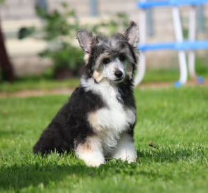 Photo №1. chinese crested dog - for sale in the city of Москва | 236$ | Announcement № 3368