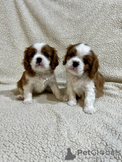 Photo №2 to announcement № 100794 for the sale of cavalier king charles spaniel - buy in Serbia breeder
