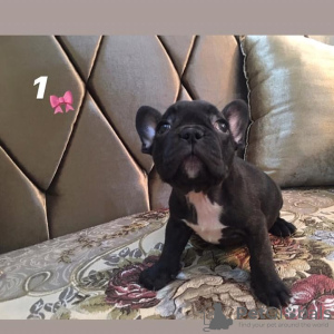 Additional photos: Adorable French Bulldog puppies for sale!