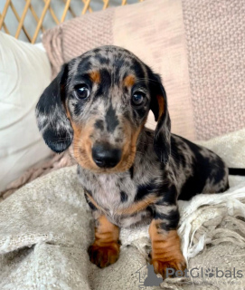 Photo №3. Adorable Dachshund Puppies Available - Ready for Their Forever Homes!. Lithuania