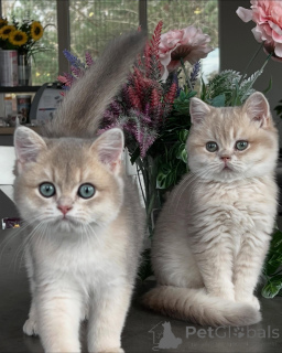 Photo №1. chinchilla cat - for sale in the city of Munich | negotiated | Announcement № 159474