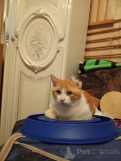 Photo №2 to announcement № 162994 for the sale of  - buy in Russian Federation private announcement