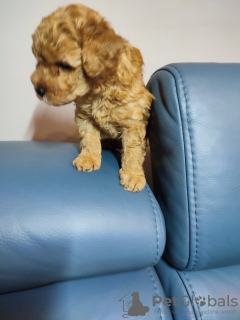 Additional photos: Yorkiepoo (York & Toy Poodle) puppy with pedigree.