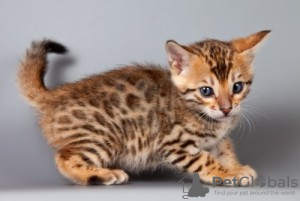 Photo №1. bengal cat - for sale in the city of Warsaw | 264$ | Announcement № 120900