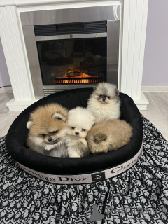 Photo №4. I will sell pomeranian in the city of Нови Сад.  - price - 634$