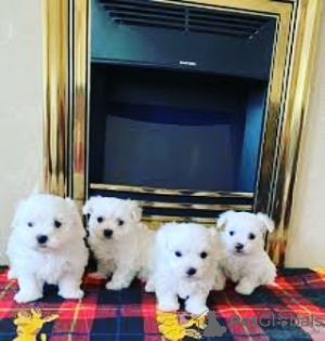 Photo №1. maltese dog - for sale in the city of Santa Cruz de Tenerife | negotiated | Announcement № 133847