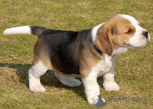 Photo №1. beagle - for sale in the city of Berlin | negotiated | Announcement № 156755