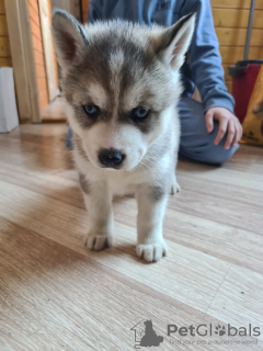 Photo №3. Siberian Husky. Estonia