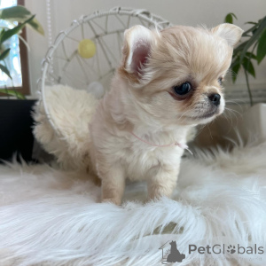 Photo №2 to announcement № 151222 for the sale of chihuahua - buy in Germany private announcement