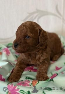 Photo №3. Poodle, red puppies. Serbia