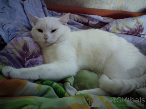 Photo №3. Knitting a cat in Belarus. Announcement № 44915