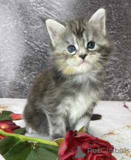 Photo №2 to announcement № 163327 for the sale of maine coon - buy in Germany 