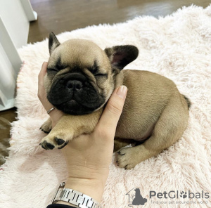 Photo №2 to announcement № 124647 for the sale of pug - buy in Estonia private announcement