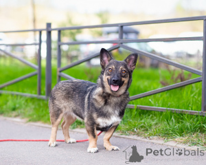 Photo №1. non-pedigree dogs - for sale in the city of St. Petersburg | Is free | Announcement № 163728