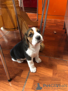 Photo №1. beagle - for sale in the city of Munich | 359$ | Announcement № 100510