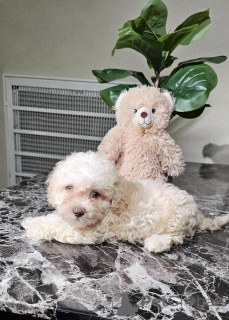 Photo №1. maltipu - for sale in the city of Berlin | 847$ | Announcement № 149834