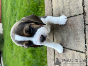 Additional photos: Elite Beagle puppies