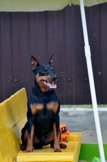 Additional photos: Miniature pinscher, titled male for mating