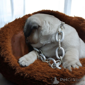 Photo №2 to announcement № 165045 for the sale of pug - buy in Ukraine breeder