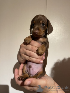 Photo №2 to announcement № 100220 for the sale of dachshund - buy in Germany private announcement