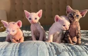 Photo №2 to announcement № 136745 for the sale of german rex - buy in Germany 